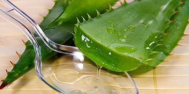Jugo de aloe vera para tratar las varices en las piernas